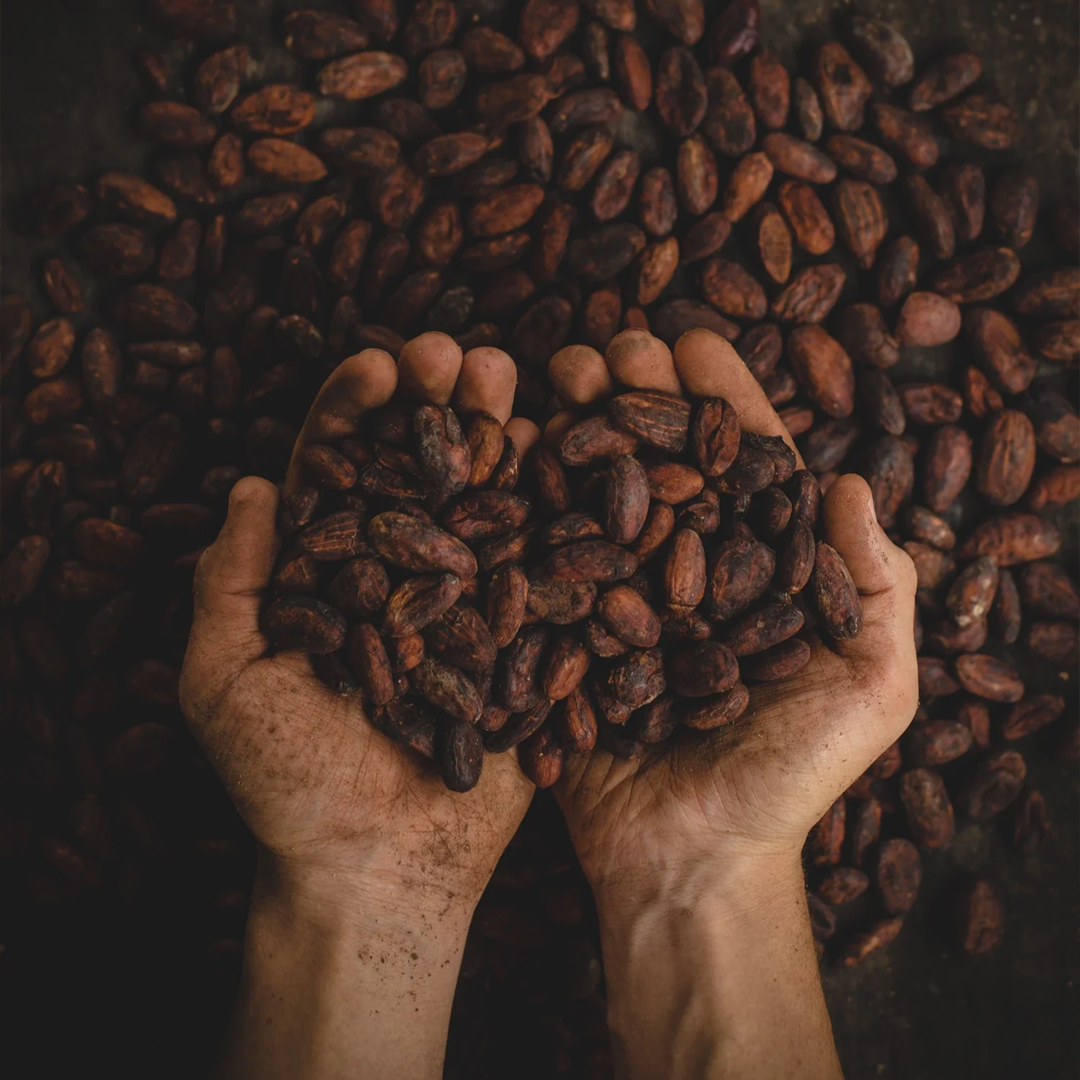 Cacao Porcelana