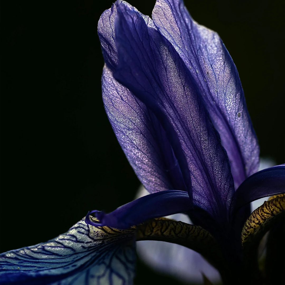 Iris Ebene
