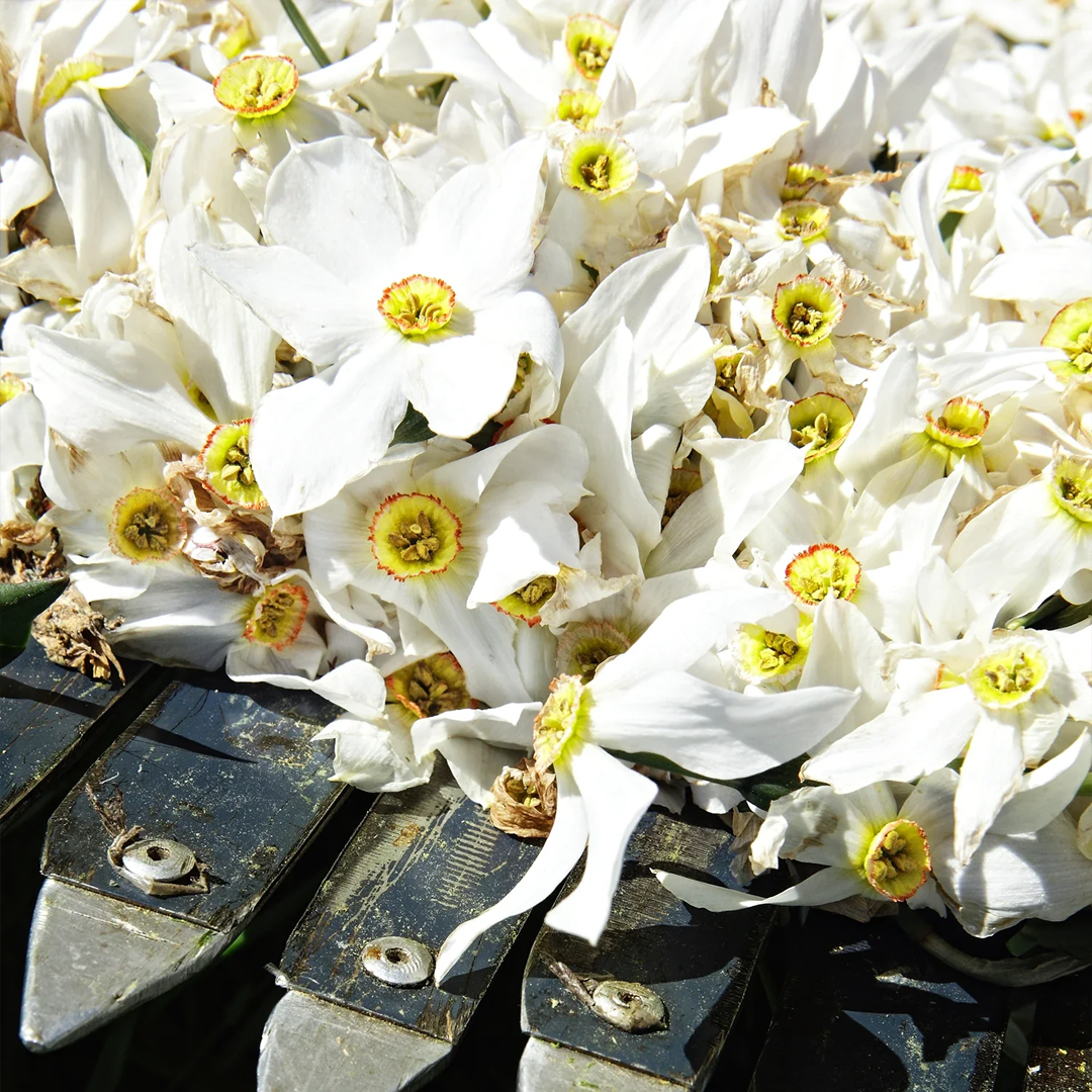 Narcisse Taiji