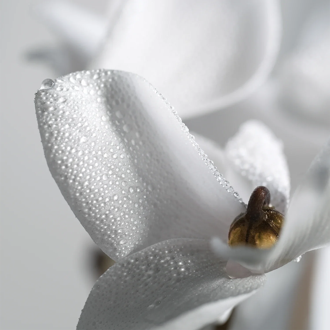 Neroli Hasbaya