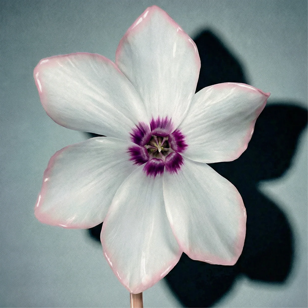 بخاخ أوركيدانسي أمبيانس